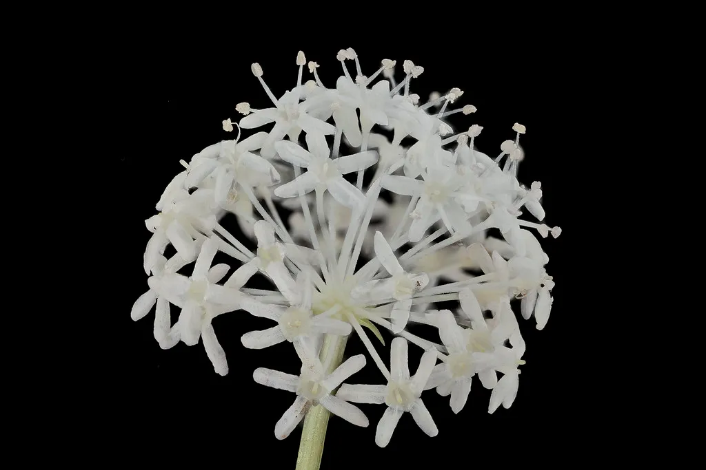 White flower cluster of a ginseng plant
