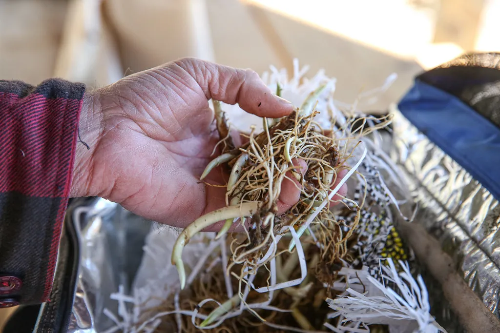 Grower's hand holding a bundle of freshly dug ginseng roots