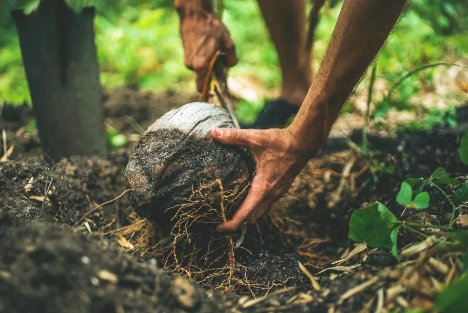 Hands working dark soil around a root bed in a shaded plot